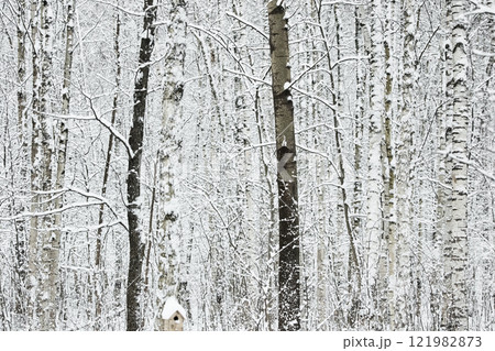 The heavy snowfall in a wild park, winter fairy tale in the forest, snow-covered tree branches, large flakes of snow are slowly falling, nobody, snow storm, blizzard The heavy snowfall in a wild park, winter fairy tale in the forest, snow-covered tree branches, large flakes of snow are slowly falling, nobody, snow storm, blizzard 121982873