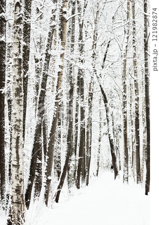The heavy snowfall in a wild park, winter fairy tale in the forest, snow-covered tree branches, large flakes of snow are slowly falling, nobody, snow storm, blizzard The heavy snowfall in a wild park, winter fairy tale in the forest, snow-covered tree branches, large flakes of snow are slowly falling, nobody, snow storm, blizzard 121982874