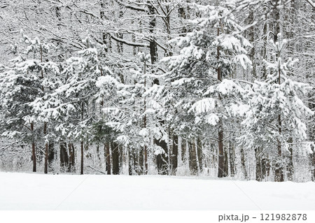 The heavy snowfall in a wild park, winter fairy tale in the forest, snow-covered tree branches, large flakes of snow are slowly falling, nobody, snow storm, blizzard The heavy snowfall in a wild park, winter fairy tale in the forest, snow-covered tree branches, large flakes of snow are slowly falling, nobody, snow storm, blizzard 121982878