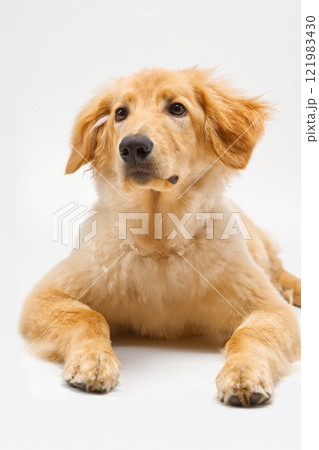 Adorable Golden Retriever Puppy Ready to Bring Joy and Happiness Into Your Life Today Adorable Golden Retriever Puppy Ready to Bring Joy and Happiness Into Your Life Today 121983430