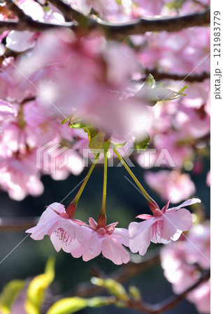 河津桜 121983779