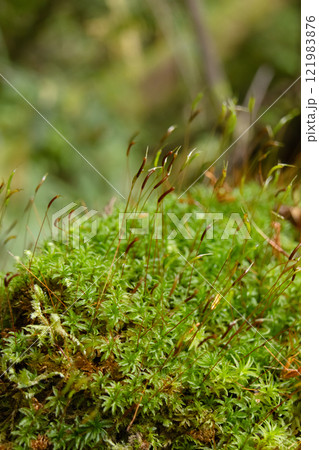 Green carpet of Selwyn's smoothcap moss on the damp rainforest. Green carpet of Selwyn's smoothcap moss on the damp rainforest. 121983876