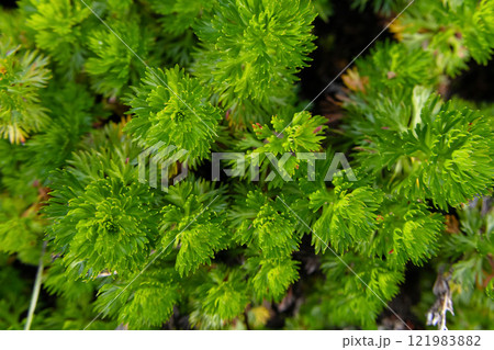 Luetkea or partridgefoot green shrub is growing in alpine meadow. Luetkea or partridgefoot green shrub is growing in alpine meadow. 121983882