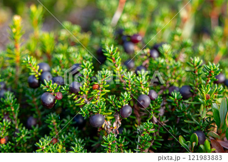 Black crowberry shrub with ripe berries growing in the wood. Black crowberry shrub with ripe berries growing in the wood. 121983883
