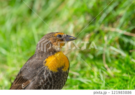 Cute female blackbird with yellow breast is foraging in grass. 121983886