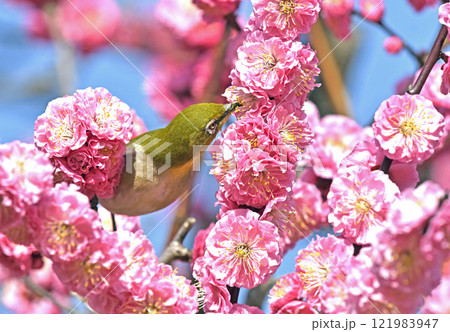 満開の紅梅にメジロさん （ 春イメージ ）（ ほのぼのイメージ ） 121983947