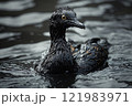 Seabird covered in oil products from oil spill following oil tanker accident 121983971