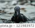 Seabird covered in oil products from oil spill following oil tanker accident 121983972