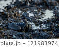Seabird covered in oil products from oil spill following oil tanker accident 121983974