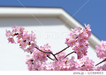 青空と白壁に映える河津桜のイメージ 青空と白壁に映える河津桜のイメージ 121984053
