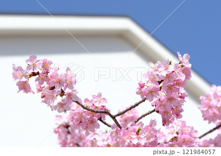 青空と白壁に映える河津桜のイメージ 121984057