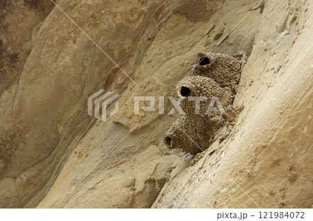 Weird shaped mud nests of swallows on the wall of the cliff. Weird shaped mud nests of swallows on the wall of the cliff. 121984072