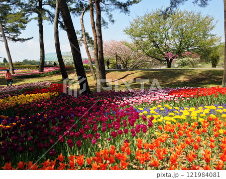 ひたちなか海浜公園の木陰にあるチューリップの群生 121984081