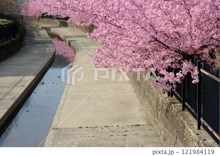 春の京都淀地区の淀水路 121984119