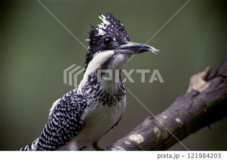 神奈川県相模原市秋山川にてヤマセミの嘴に羽毛 121984203