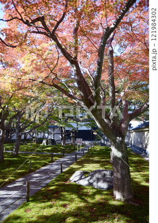 大徳寺 黄梅院の境内 京都市北区紫野 大徳寺 黄梅院の境内 京都市北区紫野 121984302