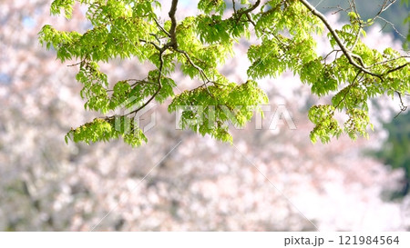 平の沢池の新緑のイメージ 平の沢池の新緑のイメージ 121984564