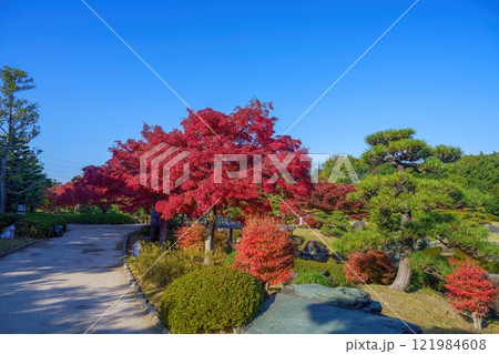 青空バックに見る真っ赤なモミジの紅葉と見事な枝ぶりの松のコラボ情景 121984608