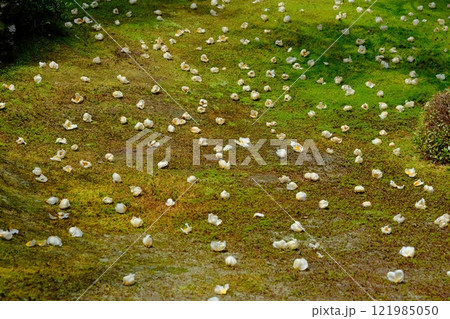 沙羅双樹の落花 沙羅双樹の落花 121985050