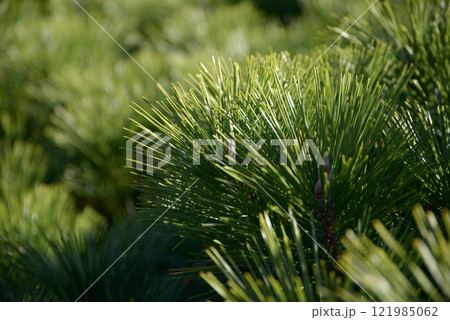 松葉 葉模様 松葉 葉模様 121985062