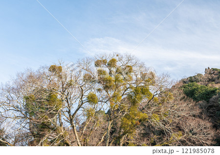 樹木に寄生する植物 ヤドリギ 樹木に寄生する植物 ヤドリギ 121985078