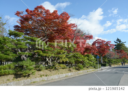 大覚寺　境内の紅葉　京都市右京区嵯峨 121985142