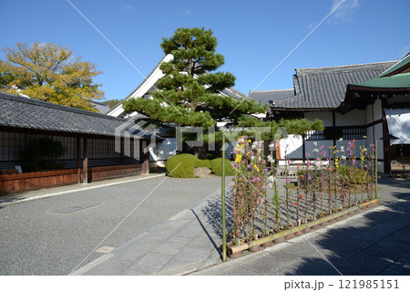 大覚寺 境内の嵯峨菊 京都市右京区嵯峨 大覚寺 境内の嵯峨菊 京都市右京区嵯峨 121985151