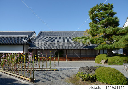 大覚寺 境内の嵯峨菊 京都市右京区嵯峨 大覚寺 境内の嵯峨菊 京都市右京区嵯峨 121985152