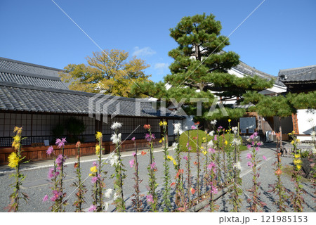 大覚寺　境内の嵯峨菊　京都市右京区嵯峨 121985153