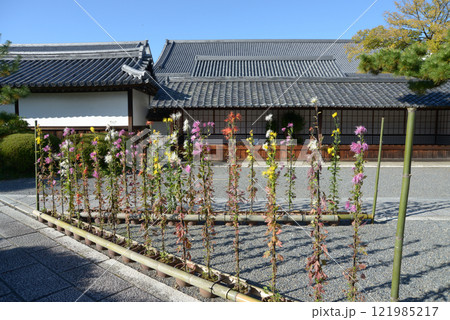 大覚寺　境内の嵯峨菊　京都市右京区嵯峨 121985217
