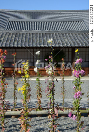 大覚寺　境内の嵯峨菊　京都市右京区嵯峨 121985221