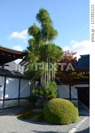 大覚寺　式台玄関横の北山台杉　京都市右京区嵯峨 121985222