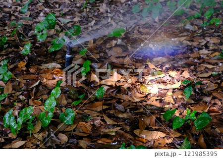 フタバアオイの栽培とスプリンクラーと虹 121985395