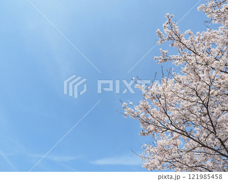 青空をバックに咲き誇る日本の桜 121985458