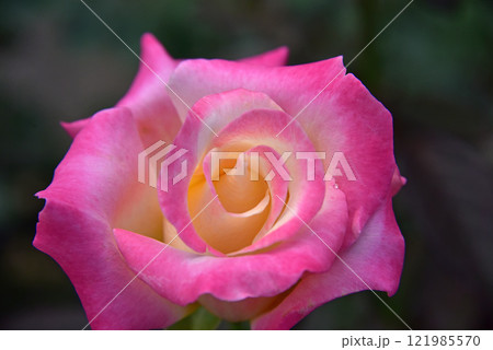 薔薇の花 薔薇の花 121985570
