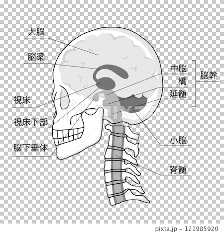 Illustration of a cross section of the brain, skull, and cervical vertebrae in a horizontal position and the names of each part of the brain 121985920