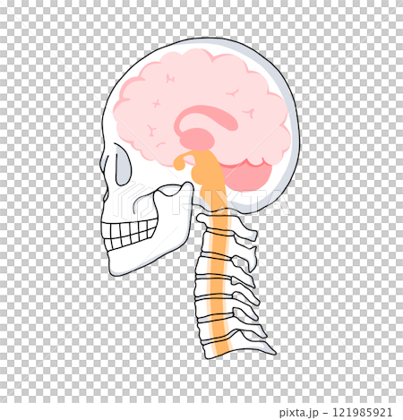Illustration of a cross section of the brain, skull, and cervical vertebrae in a horizontal position and the names of each part of the brain 121985921