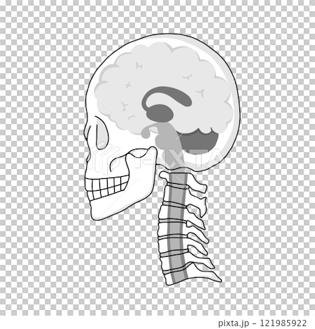 Illustration of a cross section of the brain, skull, and cervical vertebrae in a horizontal position and the names of each part of the brain Illustration of a cross section of the brain, skull, and cervical vertebrae in a horizontal position and the names of each part of the brain 121985922