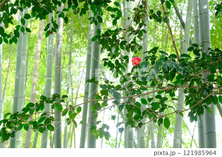 竹林と椿のイメージ素材 竹林と椿のイメージ素材 121985964