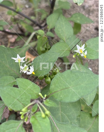 民家の玄関先近くに咲く、星形の花のイヌホオズキ 民家の玄関先近くに咲く、星形の花のイヌホオズキ 121986045