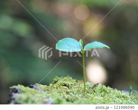 爽やかなグリーンバックに真っすぐ伸びる新芽の写真 121986090