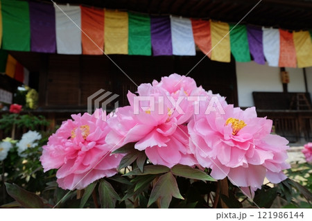 牡丹の花の和のイメージ素材 牡丹の花の和のイメージ素材 121986144