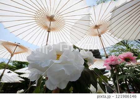 牡丹の花の和のイメージ素材 牡丹の花の和のイメージ素材 121986146