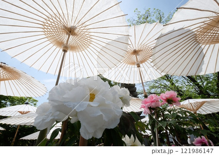 牡丹の花の和のイメージ素材 121986147