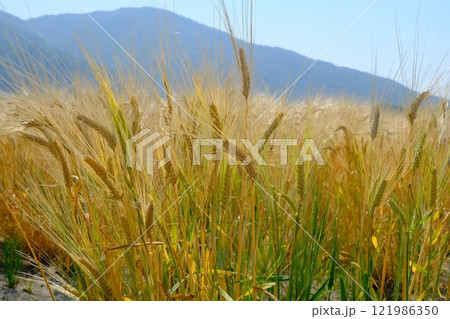 亀岡市のビール麦のアップ 121986350