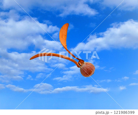 2つの翼を持つ不思議な木の実、青空をバックにしたフタバガキの実の写真 121986399