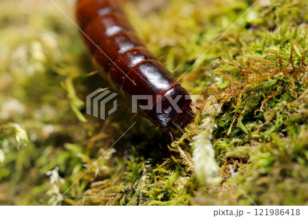 苔の上に甲虫ニホンキマワリの幼虫頭部アップ(自然光+ストロボマクロ接写) 苔の上に甲虫ニホンキマワリの幼虫頭部アップ(自然光+ストロボマクロ接写) 121986418