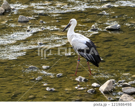 川にいるミズキと言う名前のコウノトリ 121986498