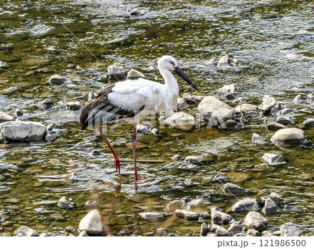 川にいるミズキと言う名前のコウノトリ 121986500