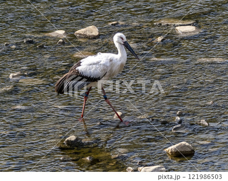 川にいるミズキと言う名前のコウノトリ 川にいるミズキと言う名前のコウノトリ 121986503